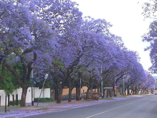 jacarandas