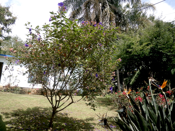 tombolablog-mexico